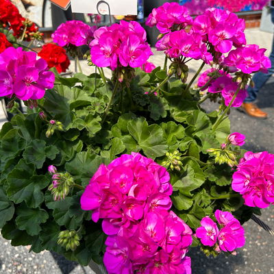 Geranie pink, stehend, Topf-Ø 13 cm, 6 Stück