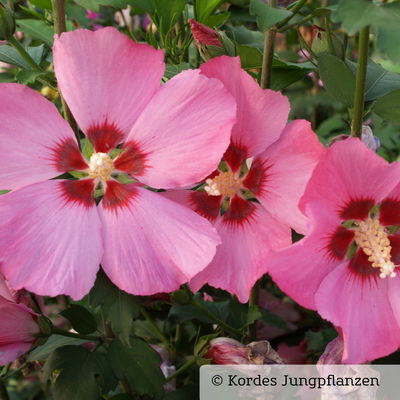 Garten-Hibiscus, bunt, 3er-Set, Höhe 40-60 cm, Topf 4,6 Liter