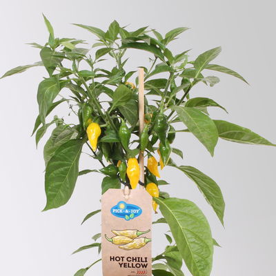 Chilipflanzen 'Pick-&-Joy® Hot Chili Yellow', Topf-Ø 14 cm, 2 Pflanzen Chilipflanzen 'Pick-&-Joy® Hot Chili Yellow', Topf-Ø 14 cm, 2 Pflanzen