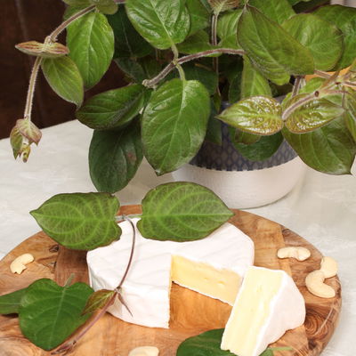 Blu Bio Käsekraut, Topf-Ø 12 cm, 6er Set Blu Bio Käsekraut, Topf-Ø 12 cm, 6er Set