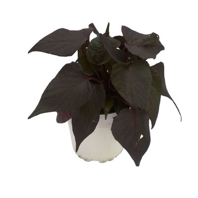 Süßkartoffel, dunkellaubig, Zierform, Topf-Ø 12 cm, 6 Pflanzen