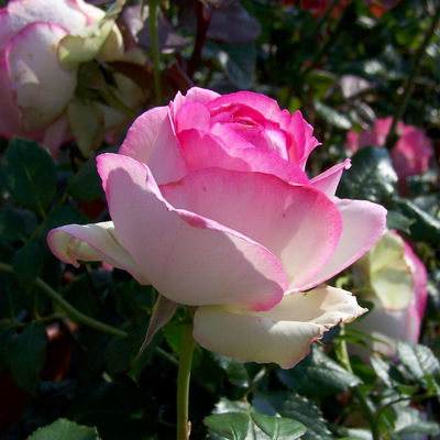 Strauchrose 'Eden Rose®', hellrosa, Topf 5 Liter Strauchrose 'Eden Rose®', hellrosa, Topf 5 Liter
