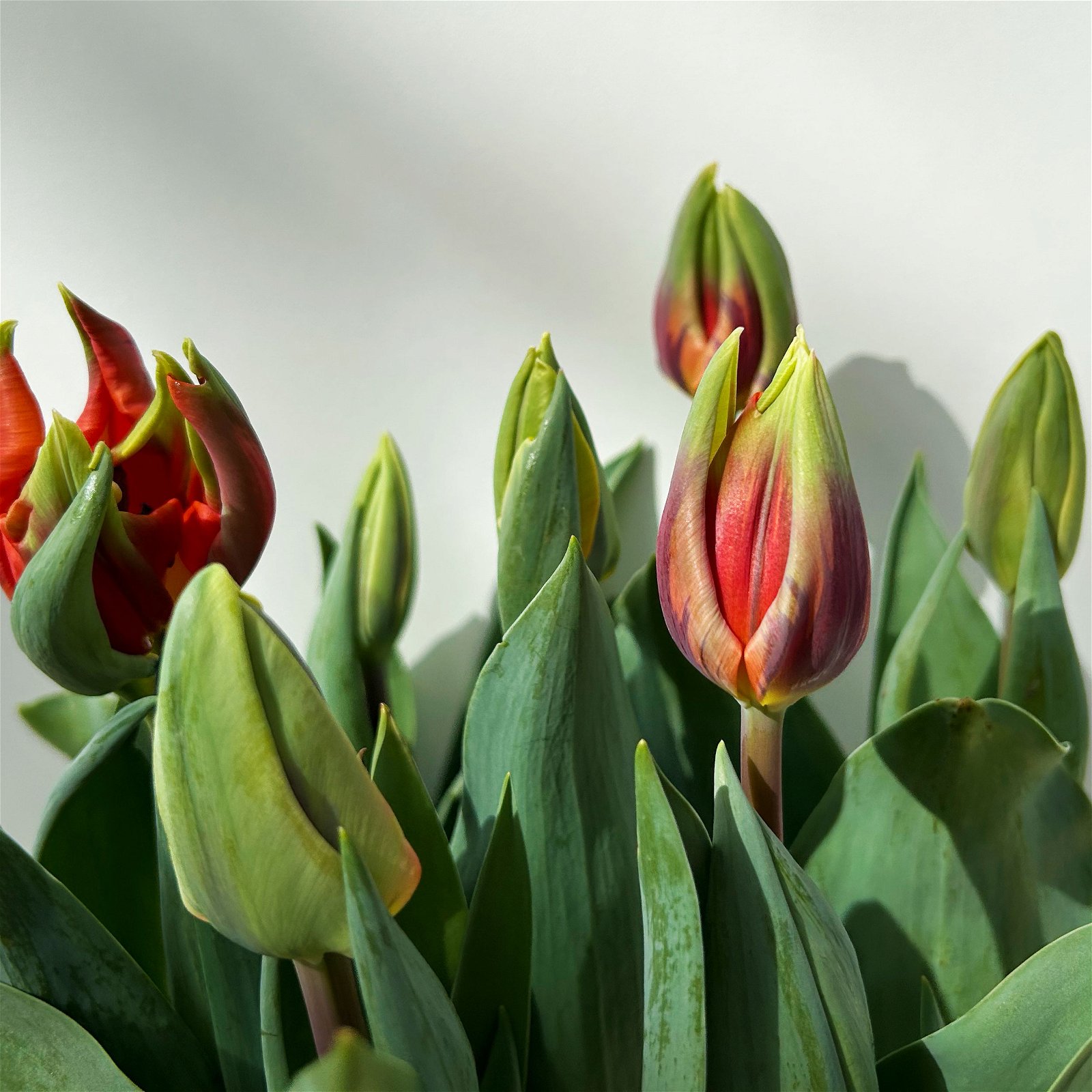 Tulpe orange, vorgetrieben, Topf-Ø 15 cm, 3er-Set