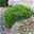 Miniatur-Zypresse 'Green Globe', 5er-Set, Topf 2 Liter