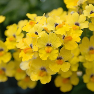 Nemesie, Farbe zufällig, Topf-Ø 12 cm, 6 Pflanzen Nemesie, Farbe zufällig, Topf-Ø 12 cm, 6 Pflanzen