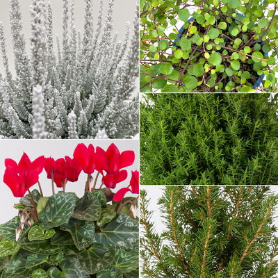 Pflanzenkreation Vorweihnachtszeit, 8 Pflanzen + Lichterkette + Erde