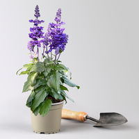 Pflanzenkreation Lavendeltraum, groß, 6 Pflanzen inkl. Erde und Dünger