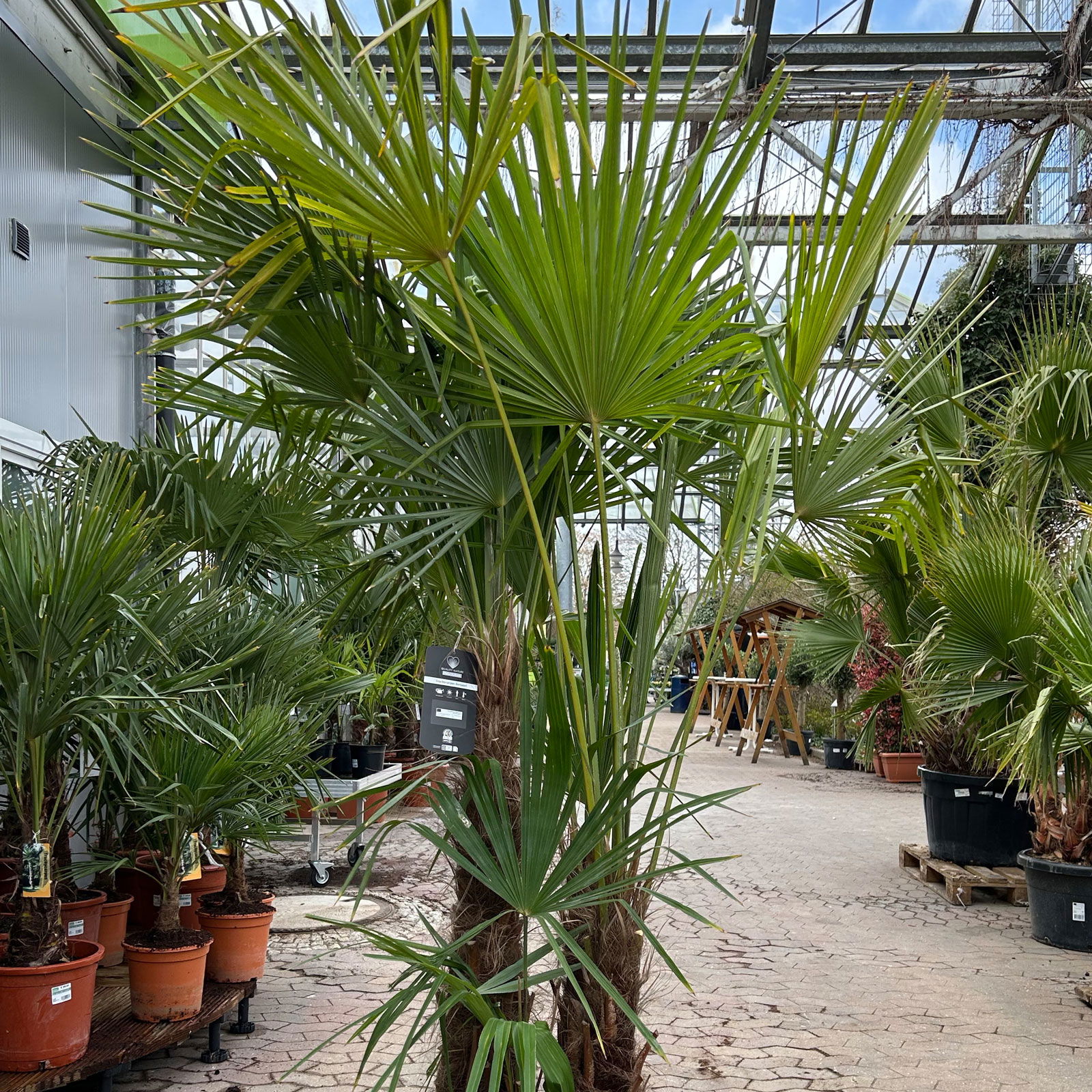 Hanfpalme, Multistamm, Topf 70 Liter, Höhe ca. 160-180 cm Hanfpalme, Multistamm, Topf 70 Liter, Höhe ca. 160-180 cm