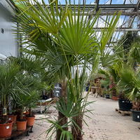 Hanfpalme, Multistamm, Topf 70 Liter, Höhe ca. 160-180 cm Hanfpalme, Multistamm, Topf 70 Liter, Höhe ca. 160-180 cm