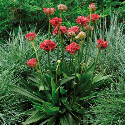 Grasnelke 'Ballerina Red', rot, Topf 11x11 cm, 3 Pflanzen