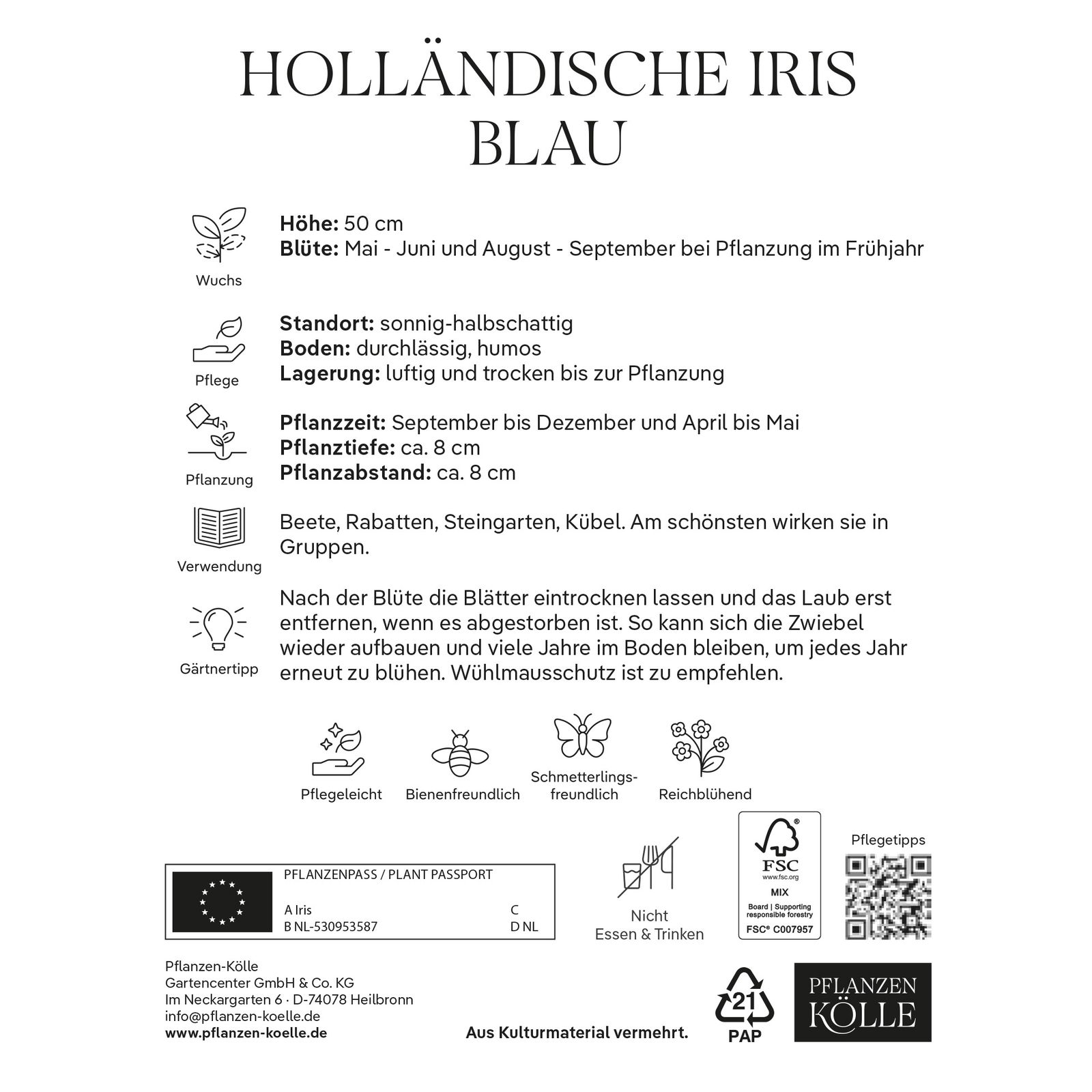 Holländische Iris, blau, 20 Blumenzwiebeln