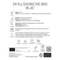 Holländische Iris, blau, 20 Blumenzwiebeln