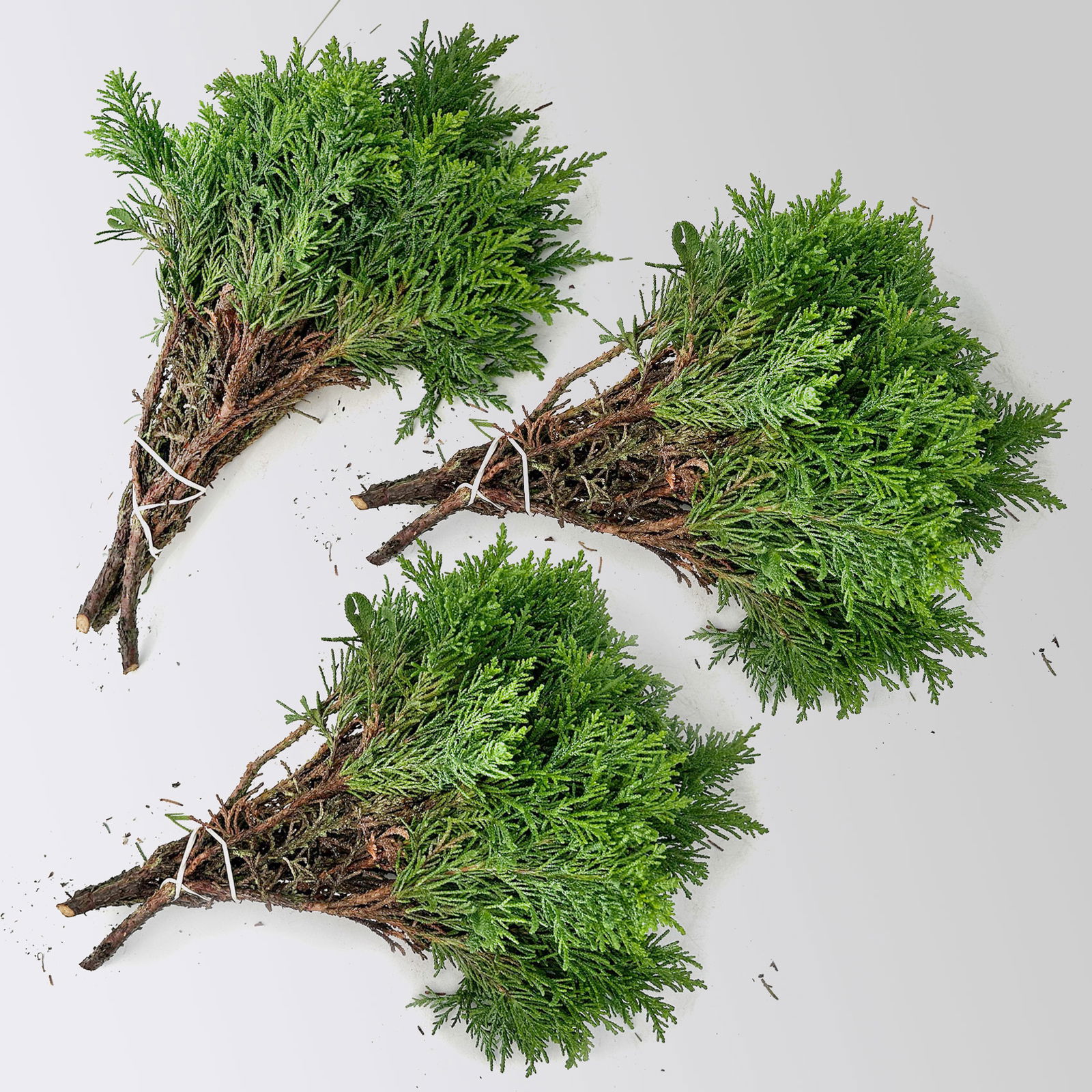 Scheinzypresse 'Draht' im Handbund, 3 Bund Scheinzypresse 'Draht' im Handbund, 3 Bund