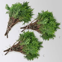 Scheinzypresse 'Draht' im Handbund, 3 Bund Scheinzypresse 'Draht' im Handbund, 3 Bund