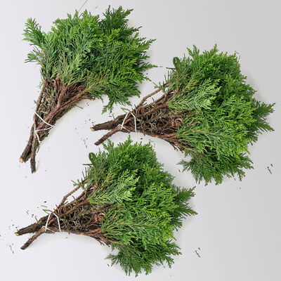 Scheinzypresse 'Draht' im Handbund, 3 Bund Scheinzypresse 'Draht' im Handbund, 3 Bund