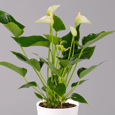 Flamingoblumen Mix inkl. Übertopf Dallas weiß, Topf-Ø 12 cm, 2er-Set Flamingoblumen Mix inkl. Übertopf Dallas weiß, Topf-Ø 12 cm, 2er-Set