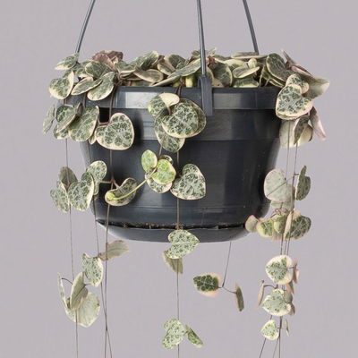 Leuchterblume 'Variegata', in Blumenampel, Topf-Ø 14 cm, Höhe ca. 25 cm Leuchterblume 'Variegata', in Blumenampel, Topf-Ø 14 cm, Höhe ca. 25 cm