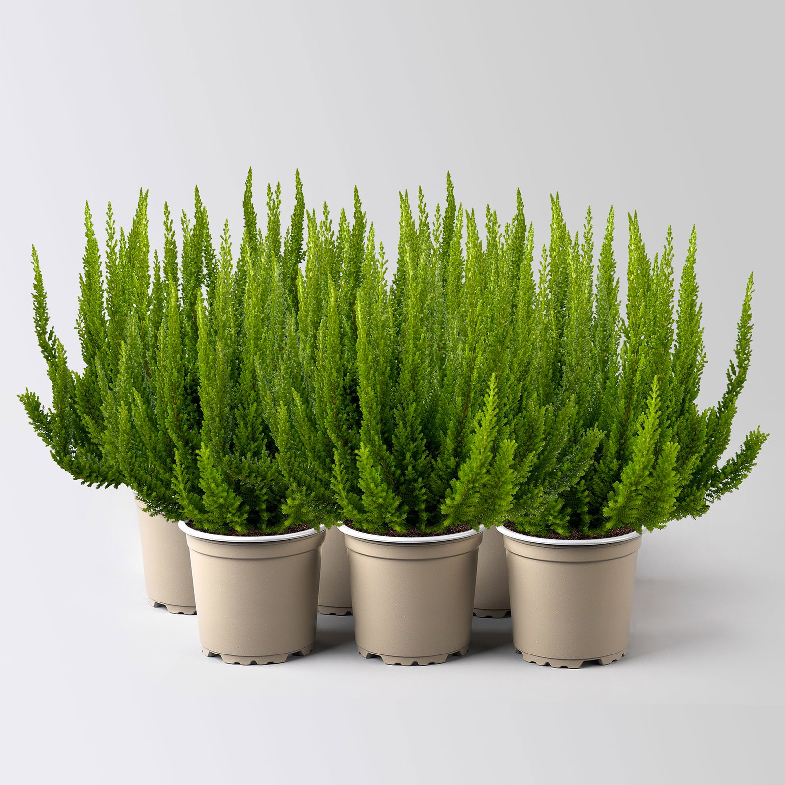 Besenheide SKYLINE®, grün, Topf-Ø 11 cm, 6 Pflanzen Besenheide SKYLINE®, grün, Topf-Ø 11 cm, 6 Pflanzen
