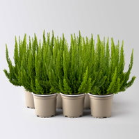Besenheide SKYLINE®, grün, Topf-Ø 11 cm, 6 Pflanzen Besenheide SKYLINE®, grün, Topf-Ø 11 cm, 6 Pflanzen