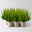 Besenheide SKYLINE®, grün, Topf-Ø 11 cm, 6 Pflanzen Besenheide SKYLINE®, grün, Topf-Ø 11 cm, 6 Pflanzen