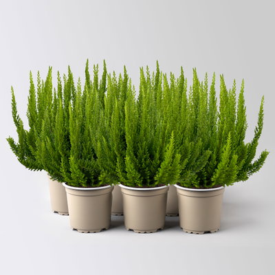 Besenheide SKYLINE®, grün, Topf-Ø 11 cm, 6 Pflanzen Besenheide SKYLINE®, grün, Topf-Ø 11 cm, 6 Pflanzen