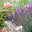 Gartenpflanzen: Stauden und Rosen