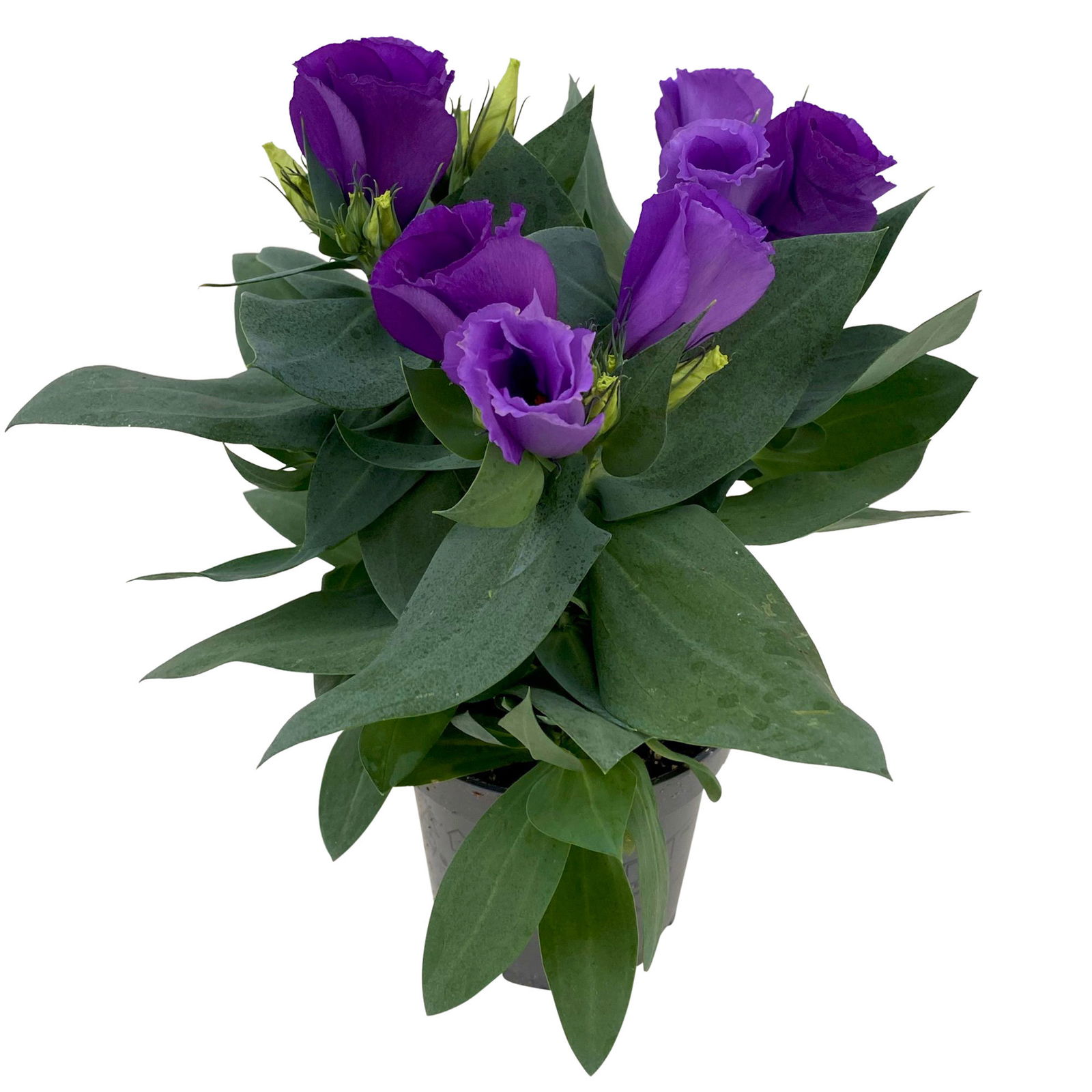 Lisianthus blau, Topf-Ø 10,5 cm, 8 Pflanzen