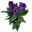 Lisianthus blau, Topf-Ø 10,5 cm, 8 Pflanzen