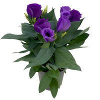 Lisianthus blau, Topf-Ø 10,5 cm, 8 Pflanzen