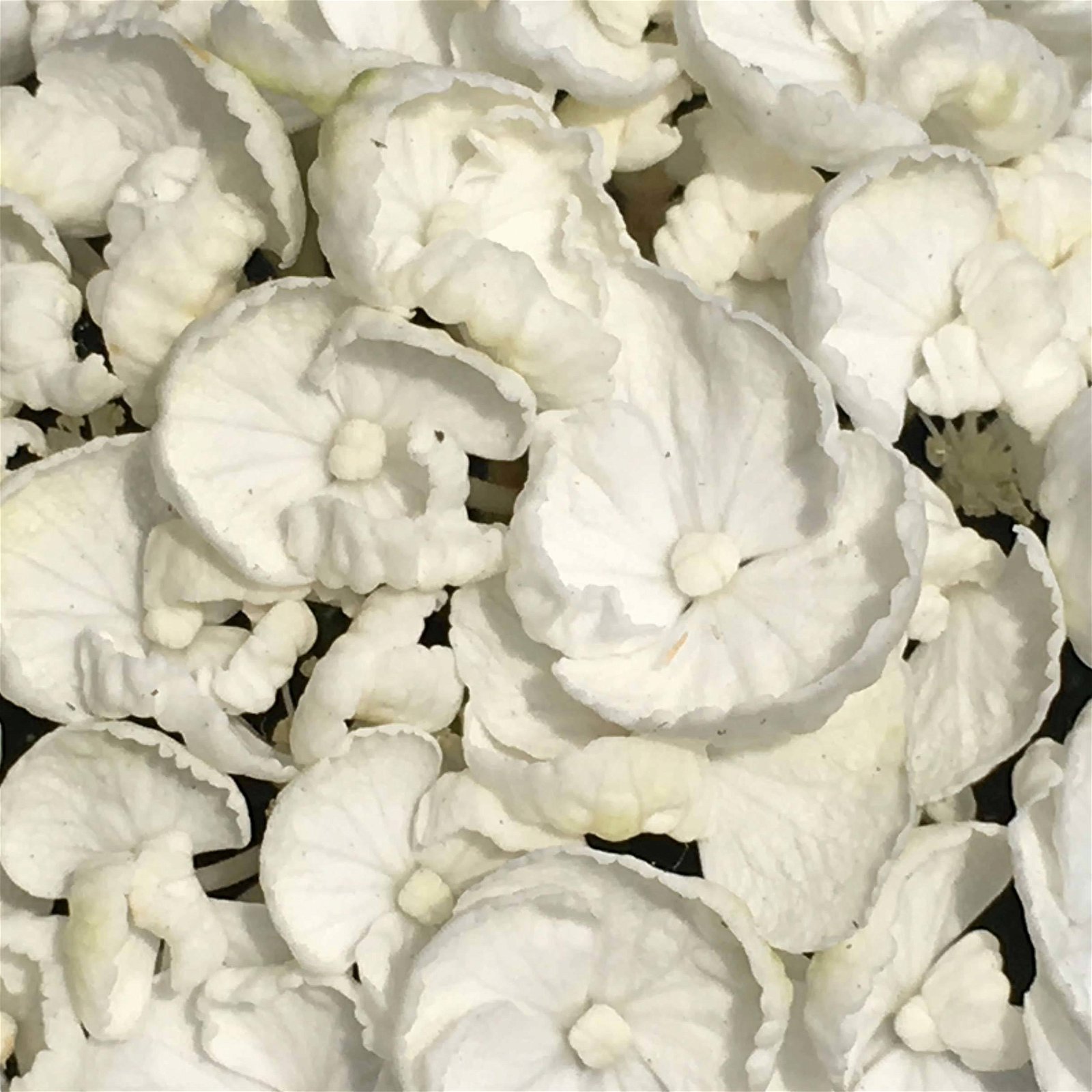 Gartenhortensie 'Curly Wurly®' Weiß, 23 cm Topf