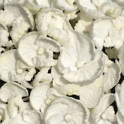 Gartenhortensie 'Curly Wurly®' Weiß, 23 cm Topf