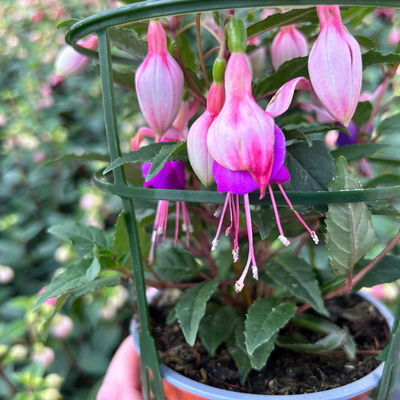 Fuchsien stehend, rosa/rot-lila, Topf-Ø 12 cm, 6er-Set Fuchsien stehend, rosa/rot-lila, Topf-Ø 12 cm, 6er-Set