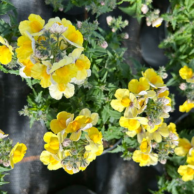Nemesie, gelb, Topf-Ø 12 cm, 6 Pflanzen Nemesie, gelb, Topf-Ø 12 cm, 6 Pflanzen