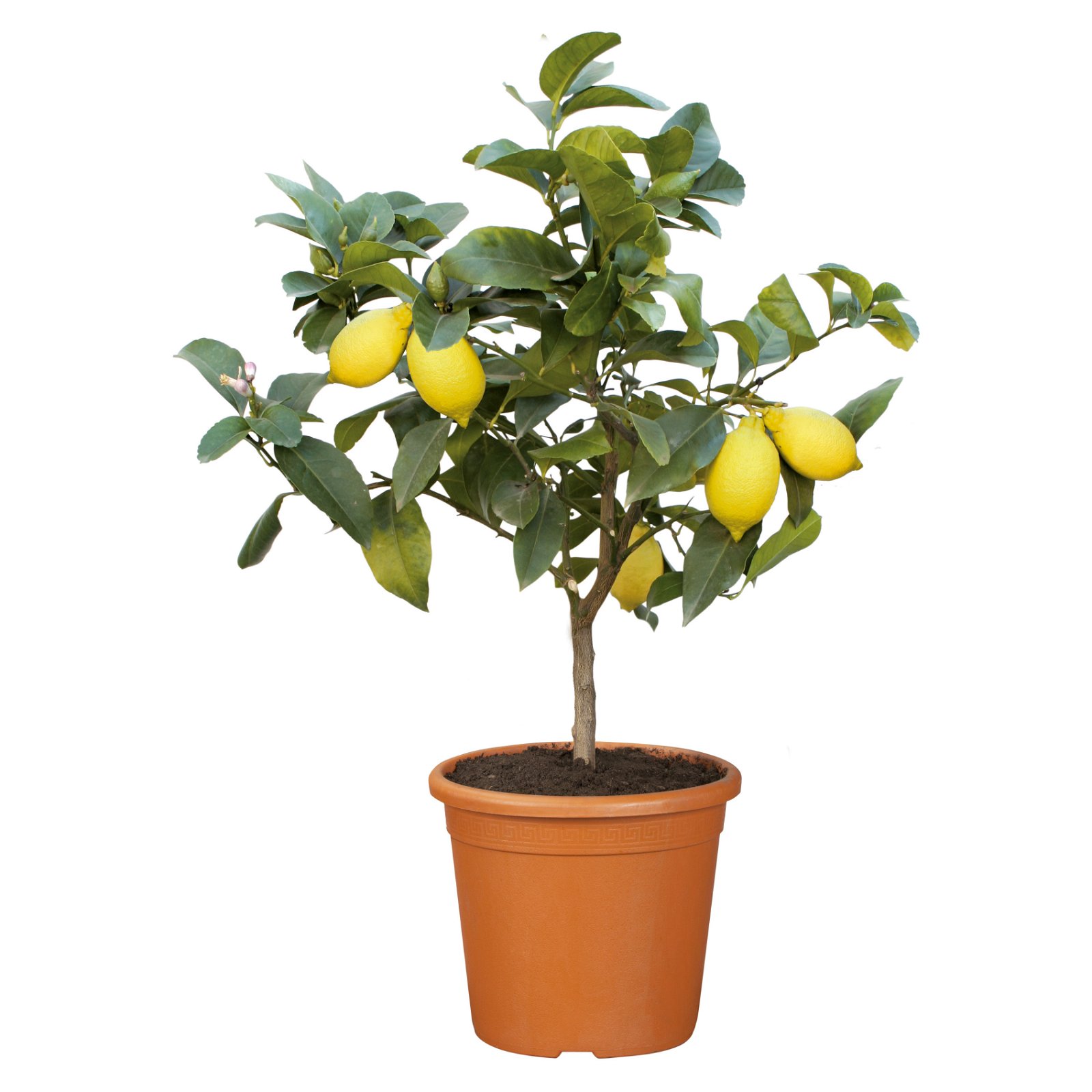 Zitronenbaum, Stamm, Topf-Ø 20 cm, Höhe ca. 60 cm