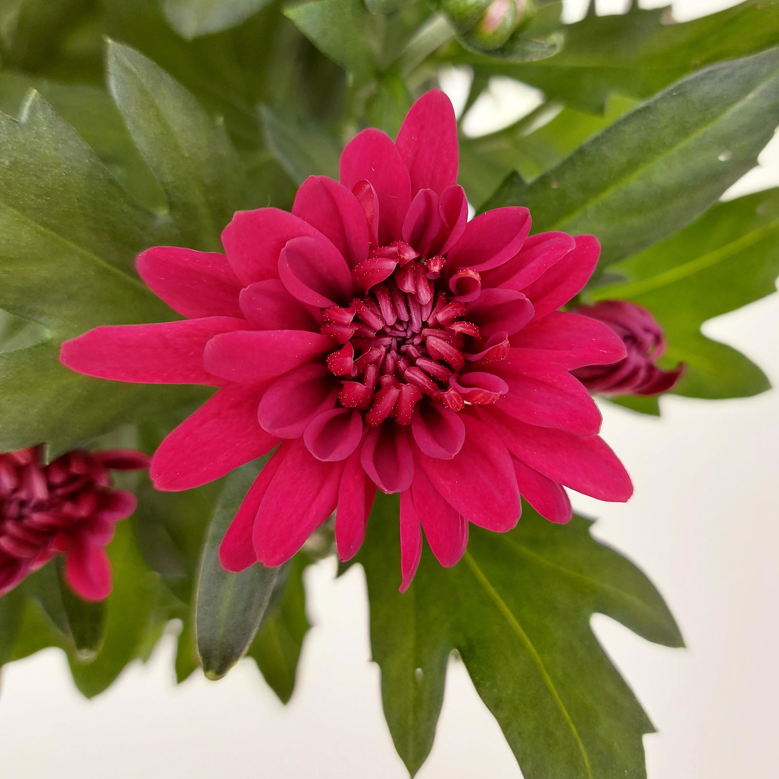 Chrysanthemen 'Chrysanne® Grandezza Red', rot, Topf-Ø 13 cm, 6er-Set