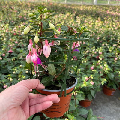 Fuchsien stehend, rosa/rot-lila, Topf-Ø 12 cm, 6er-Set Fuchsien stehend, rosa/rot-lila, Topf-Ø 12 cm, 6er-Set