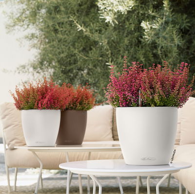 Lechuza 'Classico Color 21', muskat, ca. Ø 21,5 x H 20,5 cm Lechuza 'Classico Color 21', muskat, ca. Ø 21,5 x H 20,5 cm