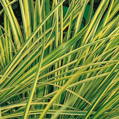 Kalmus 'Ogon' grün-gelb, Topf-Ø 12 cm, 3 Pflanzen Kalmus 'Ogon' grün-gelb, Topf-Ø 12 cm, 3 Pflanzen