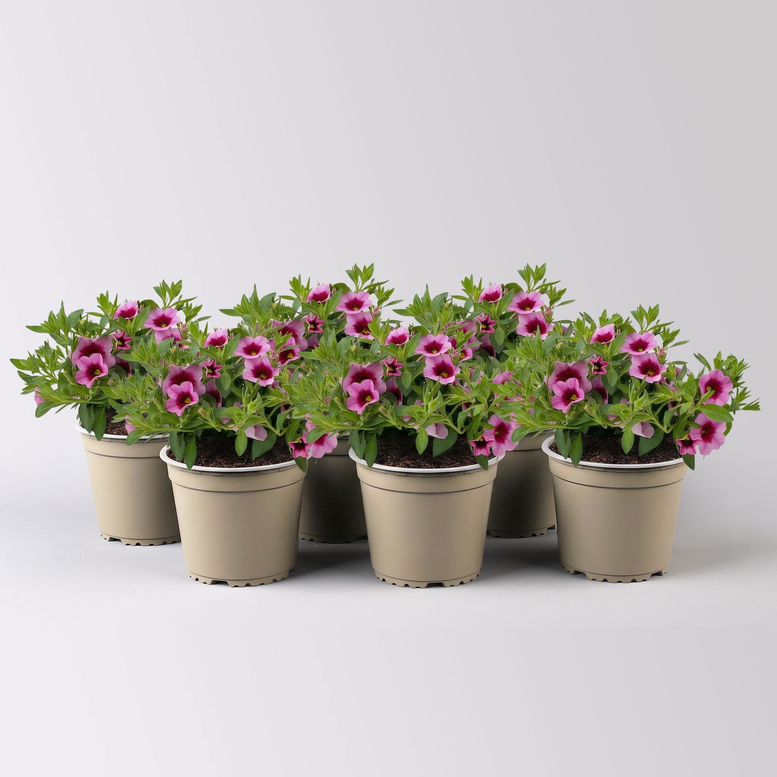 Zauberglöckchen 'Aloha Kona Tiki Pink' rosa-pink, Topf-Ø 13 cm, 6 Pflanzen Zauberglöckchen 'Aloha Kona Tiki Pink' rosa-pink, Topf-Ø 13 cm, 6 Pflanzen