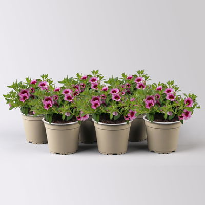Zauberglöckchen 'Aloha Kona Tiki Pink' rosa-pink, Topf-Ø 13 cm, 6 Pflanzen Zauberglöckchen 'Aloha Kona Tiki Pink' rosa-pink, Topf-Ø 13 cm, 6 Pflanzen