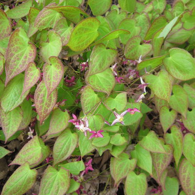 Elfenblume 'Galadriel' rot, Topf 9x9 cm, 3 Pflanzen Elfenblume 'Galadriel' rot, Topf 9x9 cm, 3 Pflanzen
