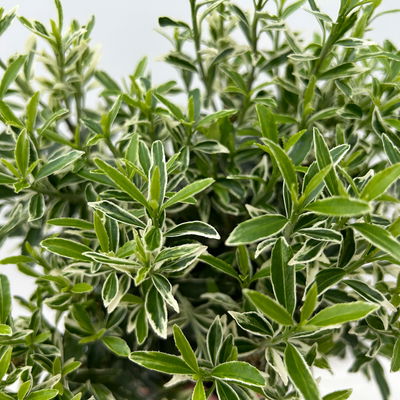 Japanischer Spindelstrauch 'Microphyllus Albovariegatus', Topf-Ø 17 cm, 2er-Set Japanischer Spindelstrauch 'Microphyllus Albovariegatus', Topf-Ø 17 cm, 2er-Set