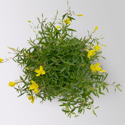 Nachtkerze 'African Sun®' gelb, Topf-Ø 13 cm, 6 Pflanzen Nachtkerze 'African Sun®' gelb, Topf-Ø 13 cm, 6 Pflanzen
