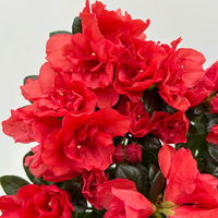 Azalee Hortinno® 'Christine Siena', rot, Topf-Ø 13 cm, Höhe ca. 25cm, 3 Pflanzen Azalee Hortinno® 'Christine Siena', rot, Topf-Ø 13 cm, Höhe ca. 25cm, 3 Pflanzen