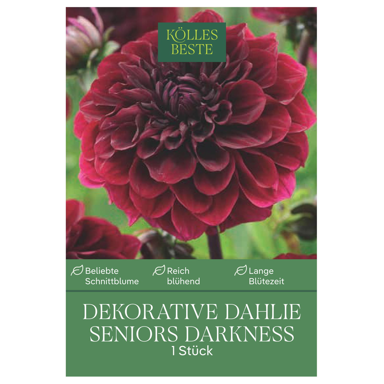 Kölles Beste Blumenknolle, Dekorative Dahlie 'Seniors Darkness'