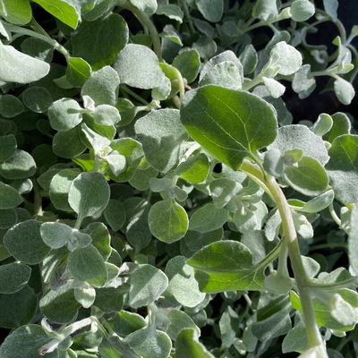 Helichrysum, silberlaubig, Topf- Ø 12/13 cm, 6 Stück