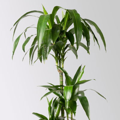 Duftender Drachenbaum 'Janet Craig', Topf-Ø 21 cm, , Höhe ca. 120 cm Duftender Drachenbaum 'Janet Craig', Topf-Ø 21 cm, , Höhe ca. 120 cm