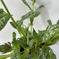 Bio Lungenkraut 'Trevi Fountain®', blauviolett, Topf-Ø 12 cm, 3 Pflanzen