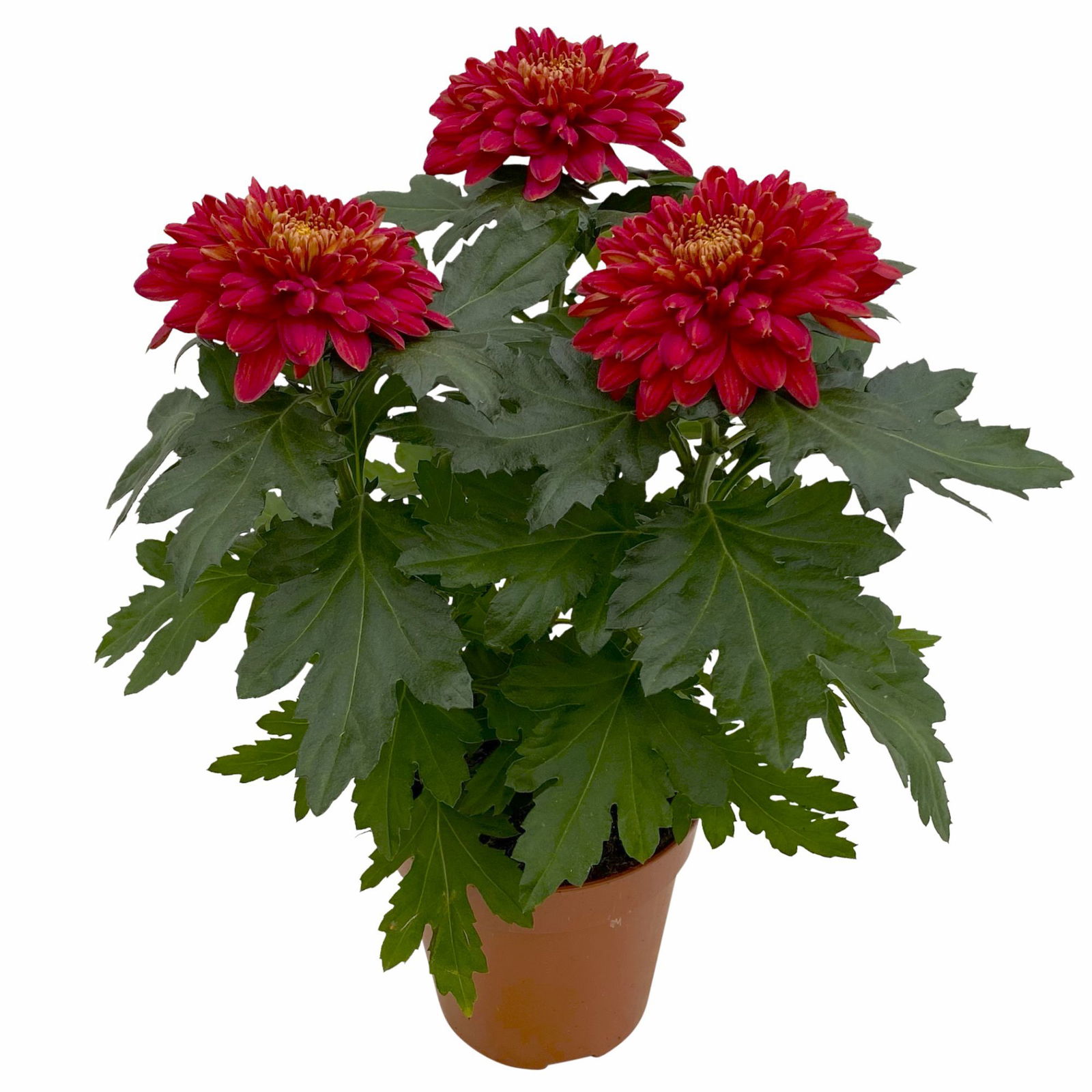 Chrysantheme 'Zembla Next Red' rot, großblumig, Topf-Ø 13 cm, 6er-Set