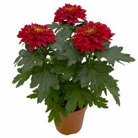 Chrysantheme 'Zembla Next Red' rot, großblumig, Topf-Ø 13 cm, 6er-Set